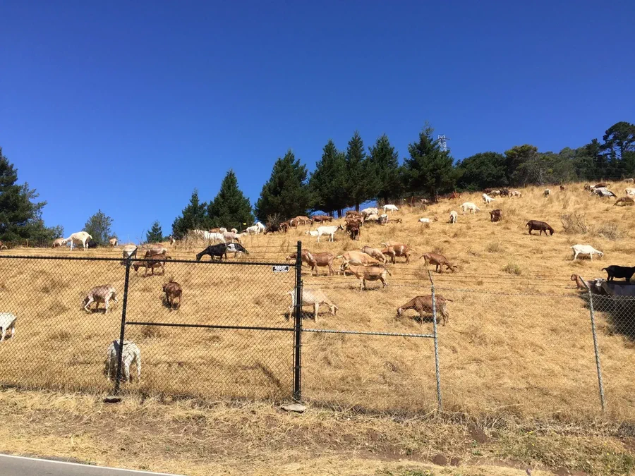 Goats in the hills, Jul 2016